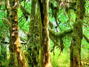 Olympic National Park