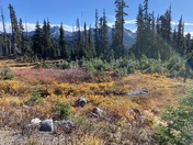 My Rainier National Park 
