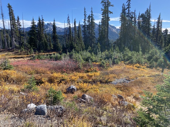 My Rainier National Park 