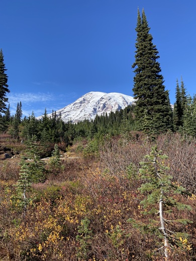 My Rainier National Park 