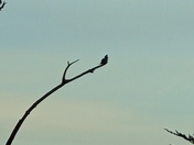 Bombay Hook National Wildlife Refuge