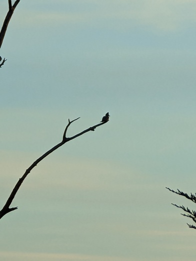 Bombay Hook National Wildlife Refuge