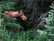 Flathead National Forest