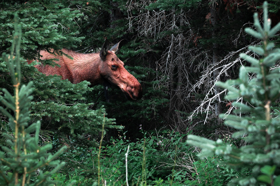 Flathead National Forest