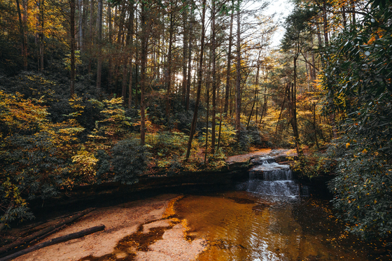 Daniel Boone National Forest