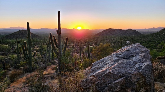 Saguaro National Park