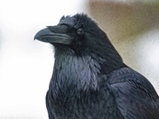 The Raven
