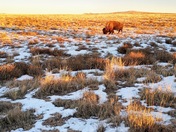 Rocky Mountain Arsenal National Wildlife Refuge