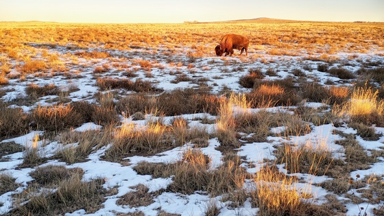 Rocky Mountain Arsenal National Wildlife Refuge