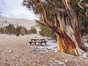 Ancient Bristlecone Pine National Forest