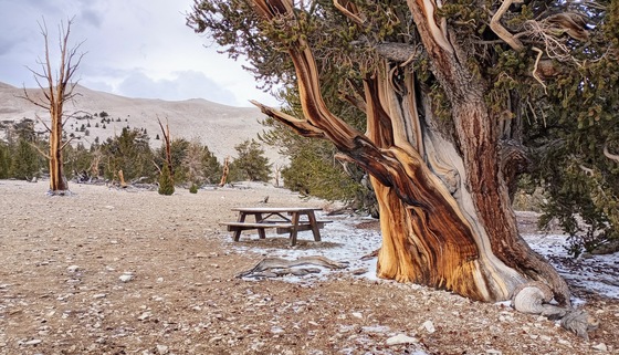 Ancient Bristlecone Pine National Forest