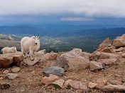 Pikes Peak National Forest