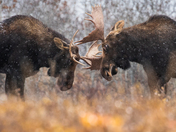 Moose Conversations (2)