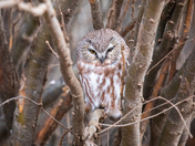 Tiny Northern Saw-whet owl