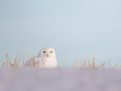 Snowy Owl peeking