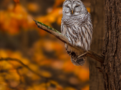 Barred owl in foliage 🍁
