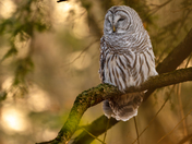 Barred owl catching some sunlight 