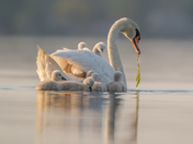 Mute swan cygnets 