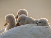 Mute swan cygnets 