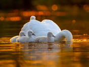 Mute swan cygnets 
