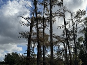 Big thicket national preserve