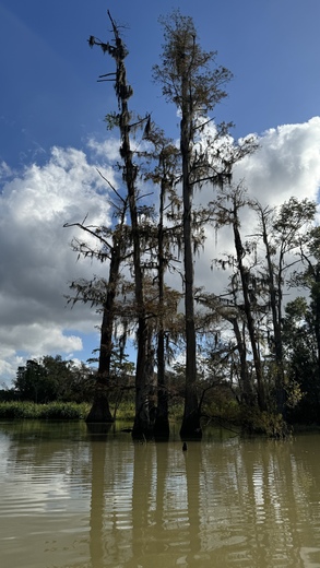 Big thicket national preserve