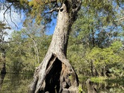 Big thicket national preserve