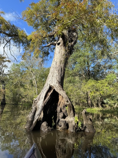 Big thicket national preserve