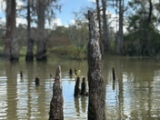 Big thicket national preserve