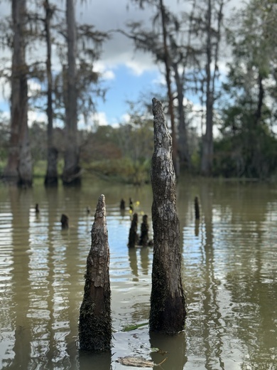 Big thicket national preserve