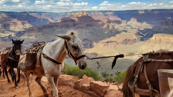 Grand Canyon