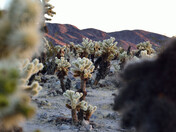 Joshua Tree National Park