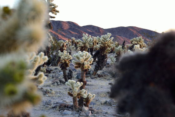Joshua Tree National Park