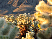 Joshua Tree National Park