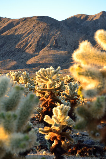 Joshua Tree National Park