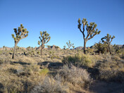 Joshua Tree National Park