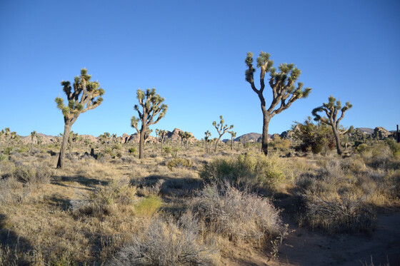 Joshua Tree National Park