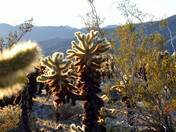 Joshua Tree National Park
