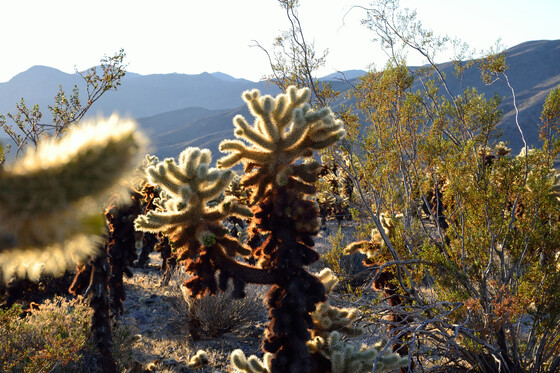 Joshua Tree National Park