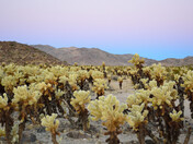 Joshua Tree National Park