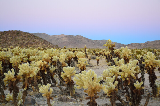 Joshua Tree National Park