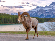 Bighorn Ram at Two Jack Lake...