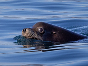 Keeping  watchful eye