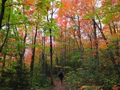 Superior National Forest