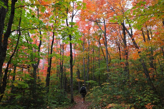 Superior National Forest