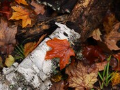 Superior National Forest