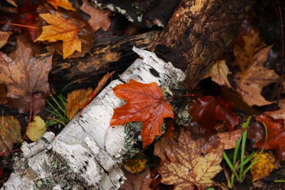 Superior National Forest