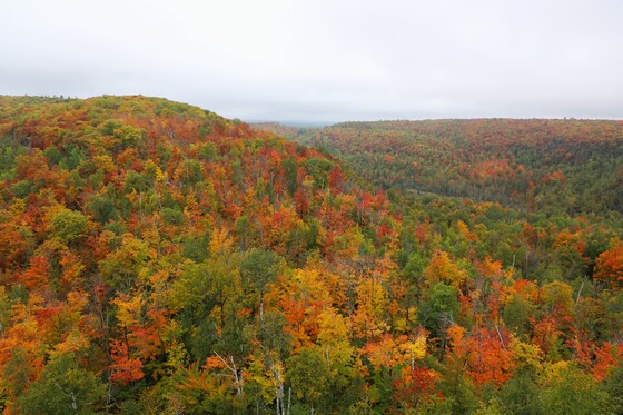 Superior National Forest