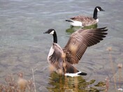 Stretching my wings