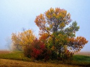 Autumn colours, Manitoba 